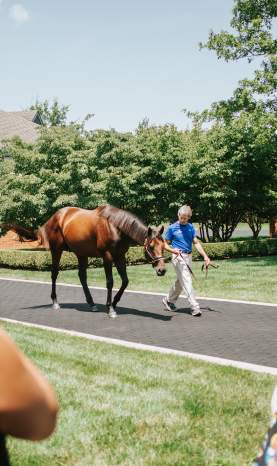 Horse farm tour