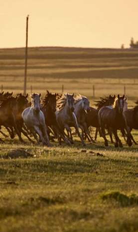 Horses