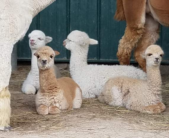 Manna Meadows Alpaca Farm