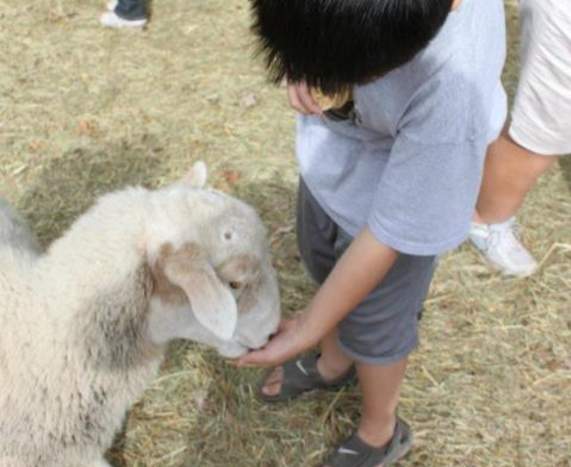 Wyandotte County Fair