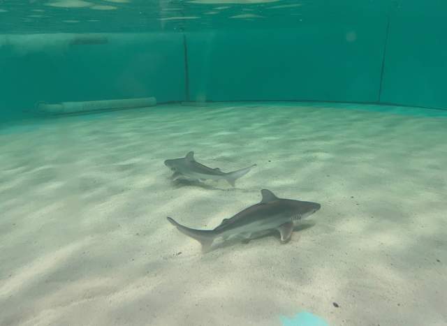Sandbar Shark Pups Born at OdySea Aquarium