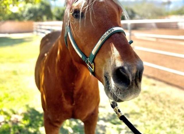 Popular Scottsdale Equine Therapy Horse Hope and Farm in Dire Need of Donations