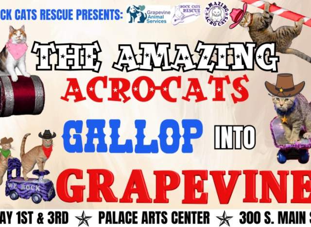 The Amazing Acro-Cats Gallop Into Grapevine