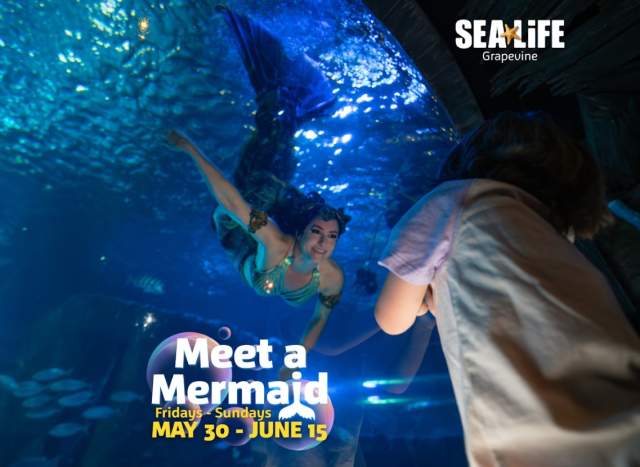 Meet a mermaid at SEA LIFE Grapevine Aquarium