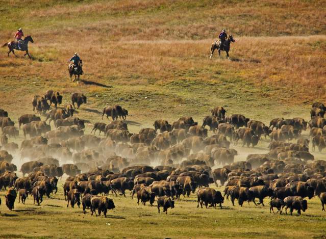 Custer State Park Buffalo Roundup