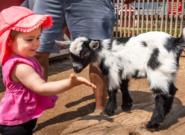 Fall Festival Days at Old MacDonald's Farm