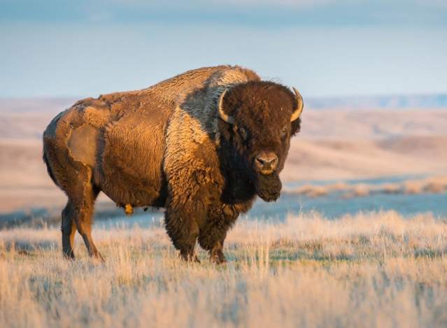 Honoring the Tatanka (Buffalo Day) at Crazy Horse Memorial®