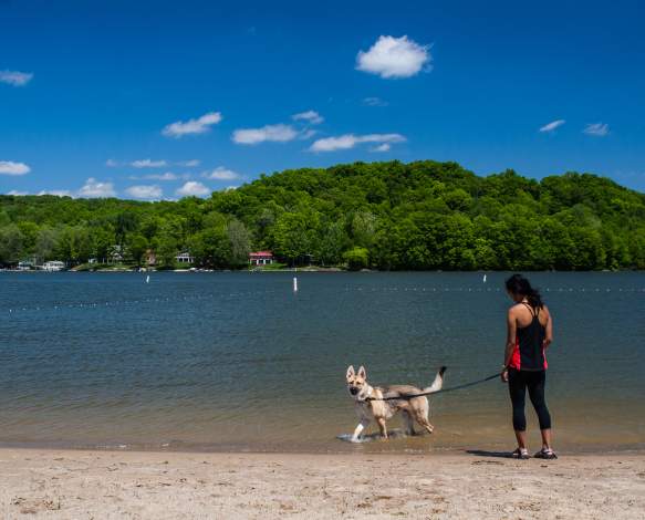 Lake Lemon Riddle Point Dog