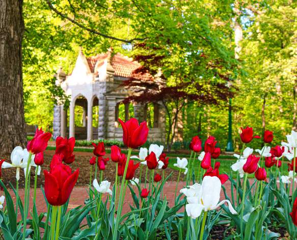 A close-up of tulips with the Rose Well House in the background