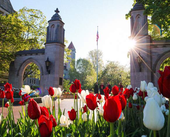 Tulips in the morning sunshine in front of Sample Gates