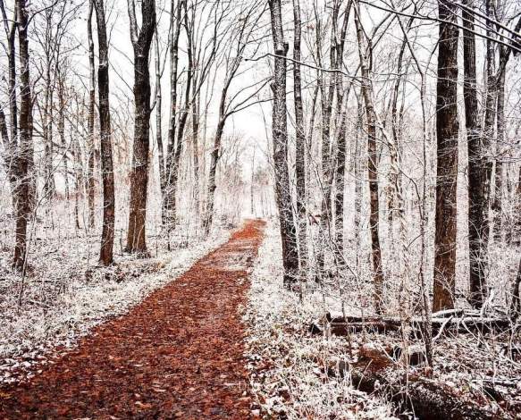 A clear hiking path through the otherwise snow-covered Leonard Springs Nature Park