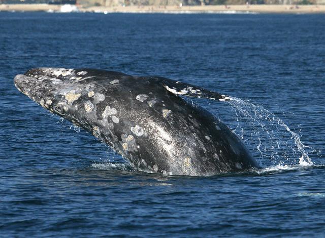 Dana Point Whale Watching: Your Guide to World's Best Whale Watching