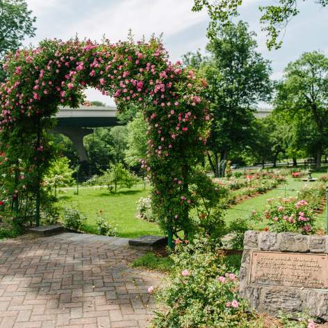 Jasper Crane Rose Garden