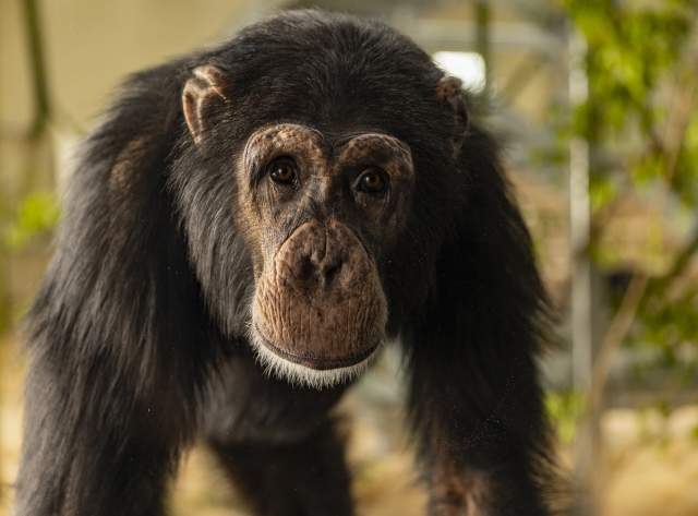 The International Chimpanzee Complex at the Indianapolis Zoo