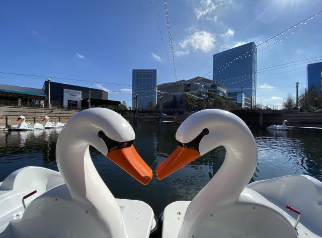 Swan Boats at the Mall
