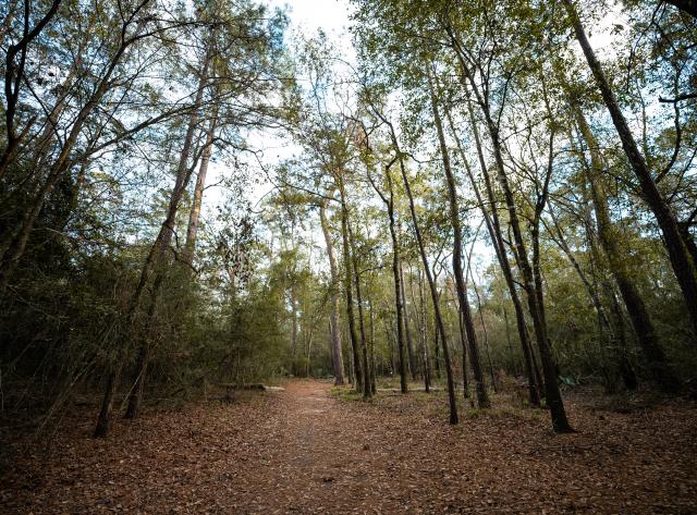 George Mitchell Nature Preserve - Trail Path