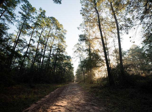 Trail and Forest View
