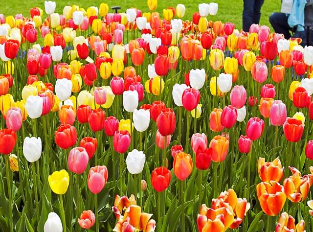 Albany Tulip Festival page