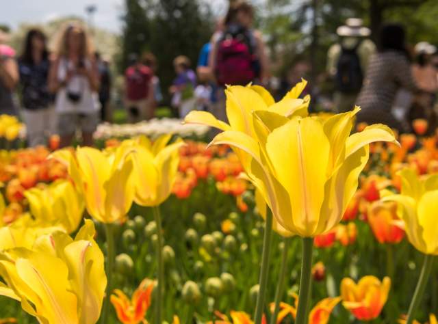 Albany Tulip Fest in Washington Park page