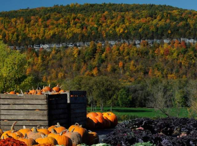 Schoharie Valley Farms and the Carrot Barn
