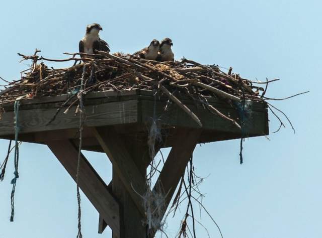 Ospreys at Target Rock National Wildlife Refuge page