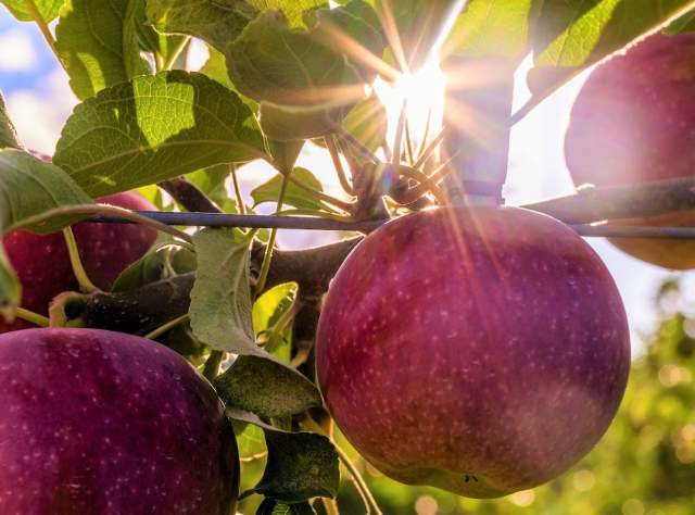 The sun peeks through the leaves of a tree with red apples hanging from the branches ripe for the picking at Indian Ladder Farms