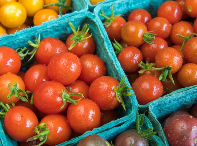A picture of bins of tomatoes from Kent Family Growers