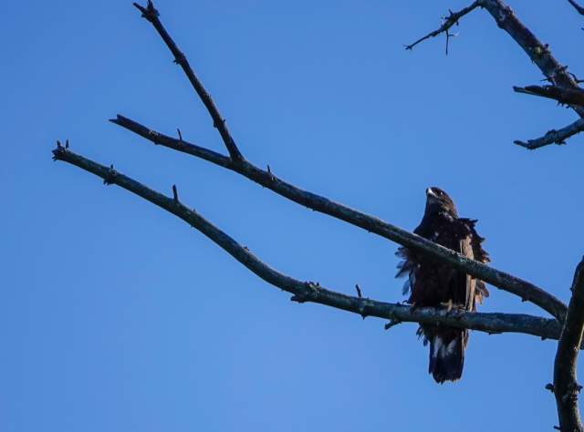 A Bald Eagle in Tupper Lake, NY page