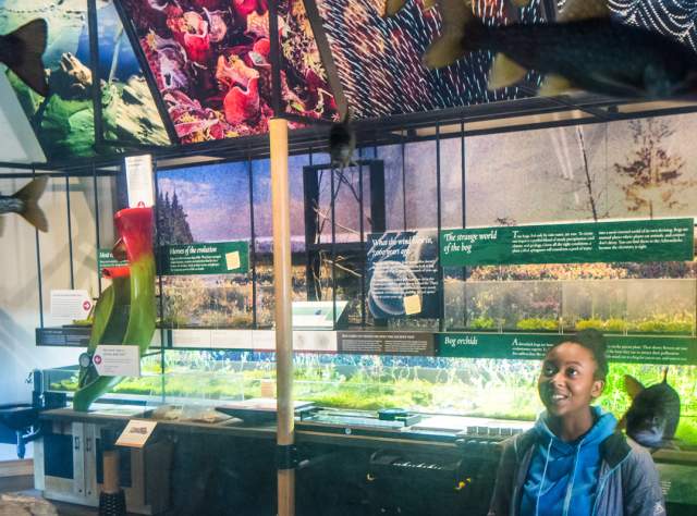A girl looking at fish at the Wild Center in the Adirondacks