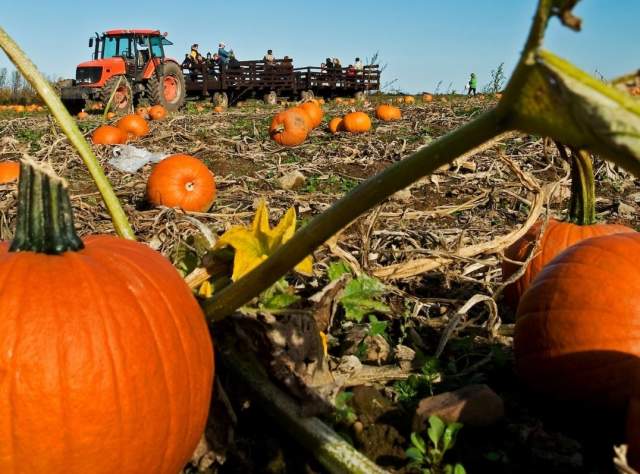 Pumpkin Patch at Cobble Creek Farms
