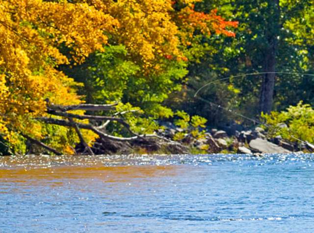 fly fishing header