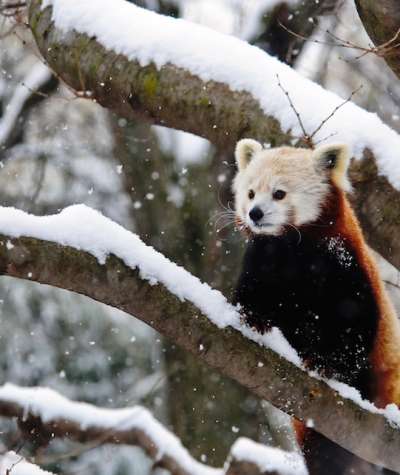 Red-panda-in-snow-Jackie-Curts