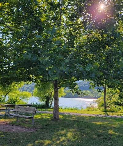 Trees at Aitch Boat Launch