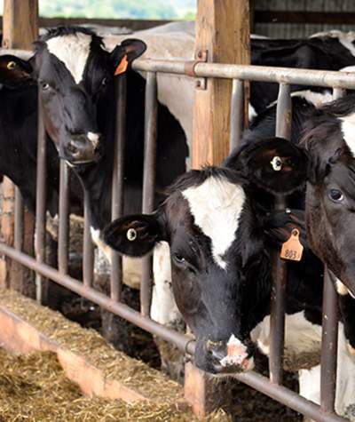 cows at Lakevue Farm