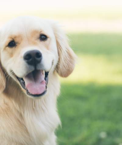 dog pet friendly - shutterstock