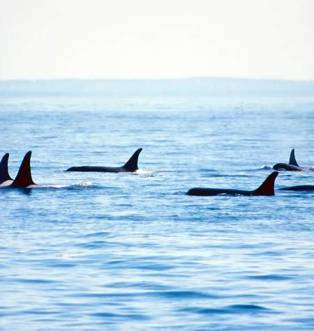 Where to see orcas in Washington