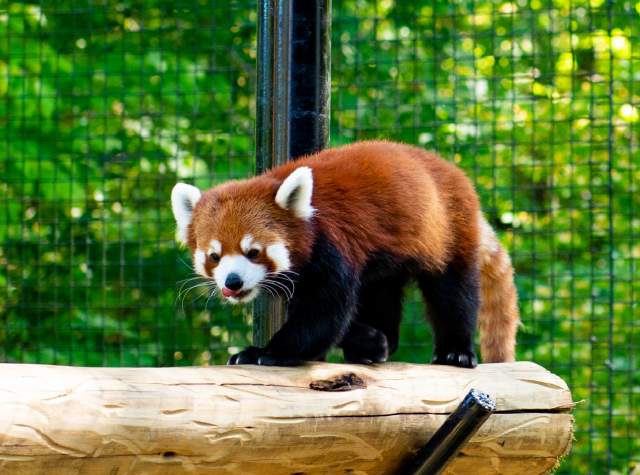 Red Panda at the Fort Wayne Children's Zoo