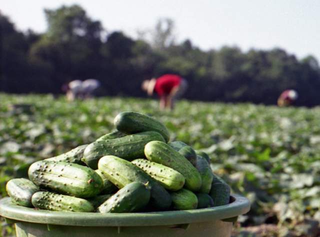 Pickles in a basket, picked for the St. Joe Pickle Festival 2026.