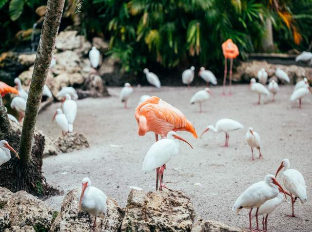 Flamingo Gardens: A Guide to Wildlife, Botanical Gardens and Things to Do