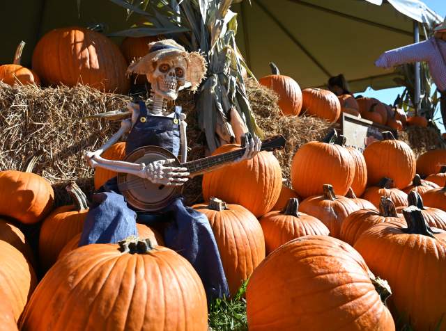 Top Pumpkin Patches to Visit in Greater Fort Lauderdale This Fall