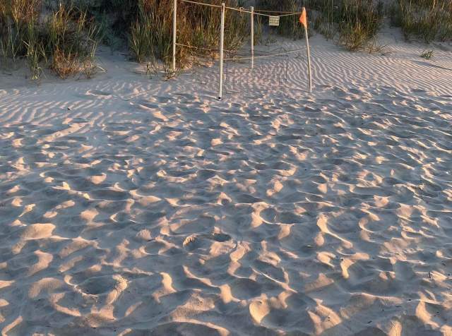 Sea Turtle Nesting Season in North Myrtle Beach