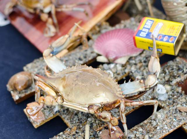 World Famous Blue Crab Festival