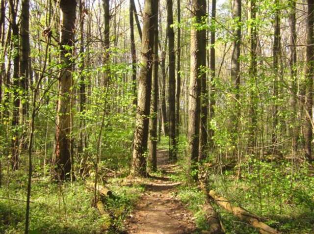 A walking trail in the woods with tall trees and green plant life on either side.