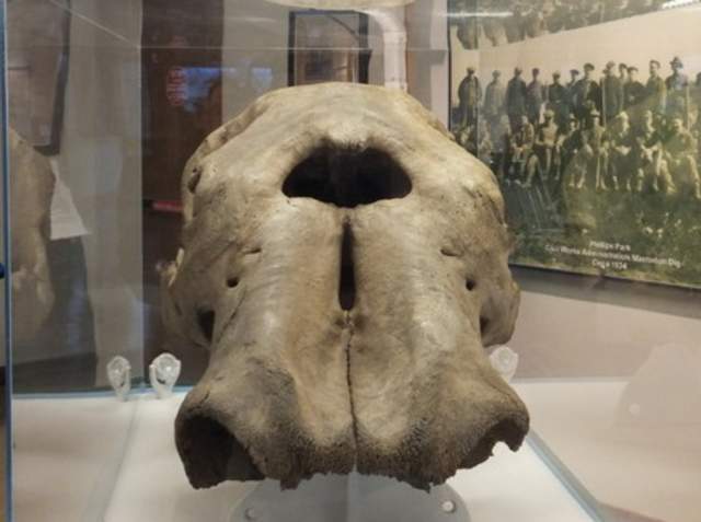 Mastodon Gallery at Phillips Park Zoo