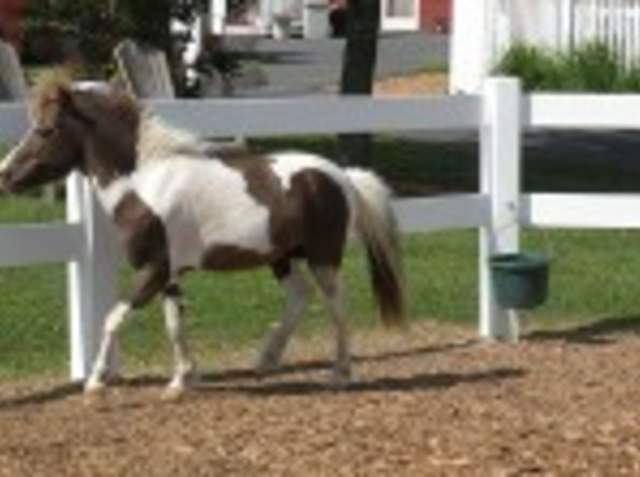 Land of Little Horses