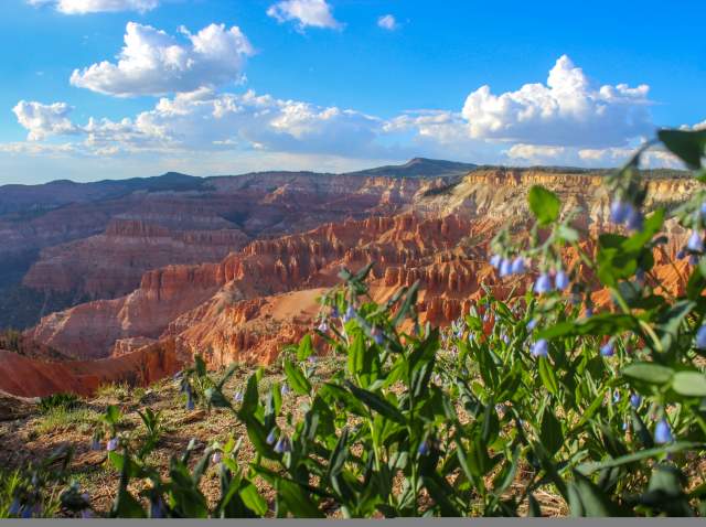 Cedar Breaks National Monument & Wildflower Season