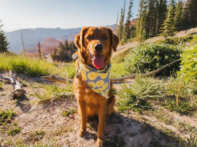 Bring the Whole Pack: A Pet-Friendly Guide to Cedar City & Brian Head