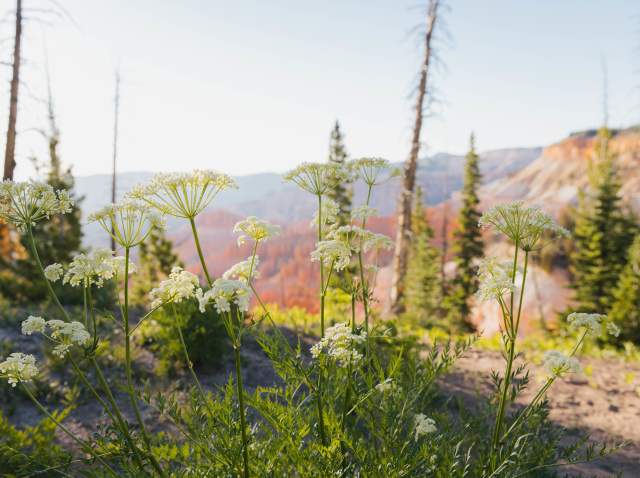 Wildflowers & Outstanding Views: Why You Shouldn't Miss Cedar Breaks