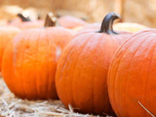Pumpkin Patches & Fall Destinations