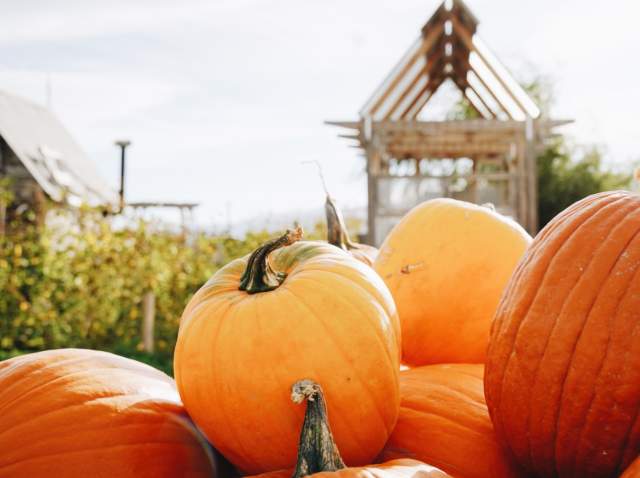 Pumpkins, Pours, & Peaks | Fall in Cedar City